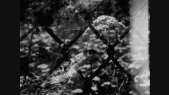 thumbnail of medium Konstantin